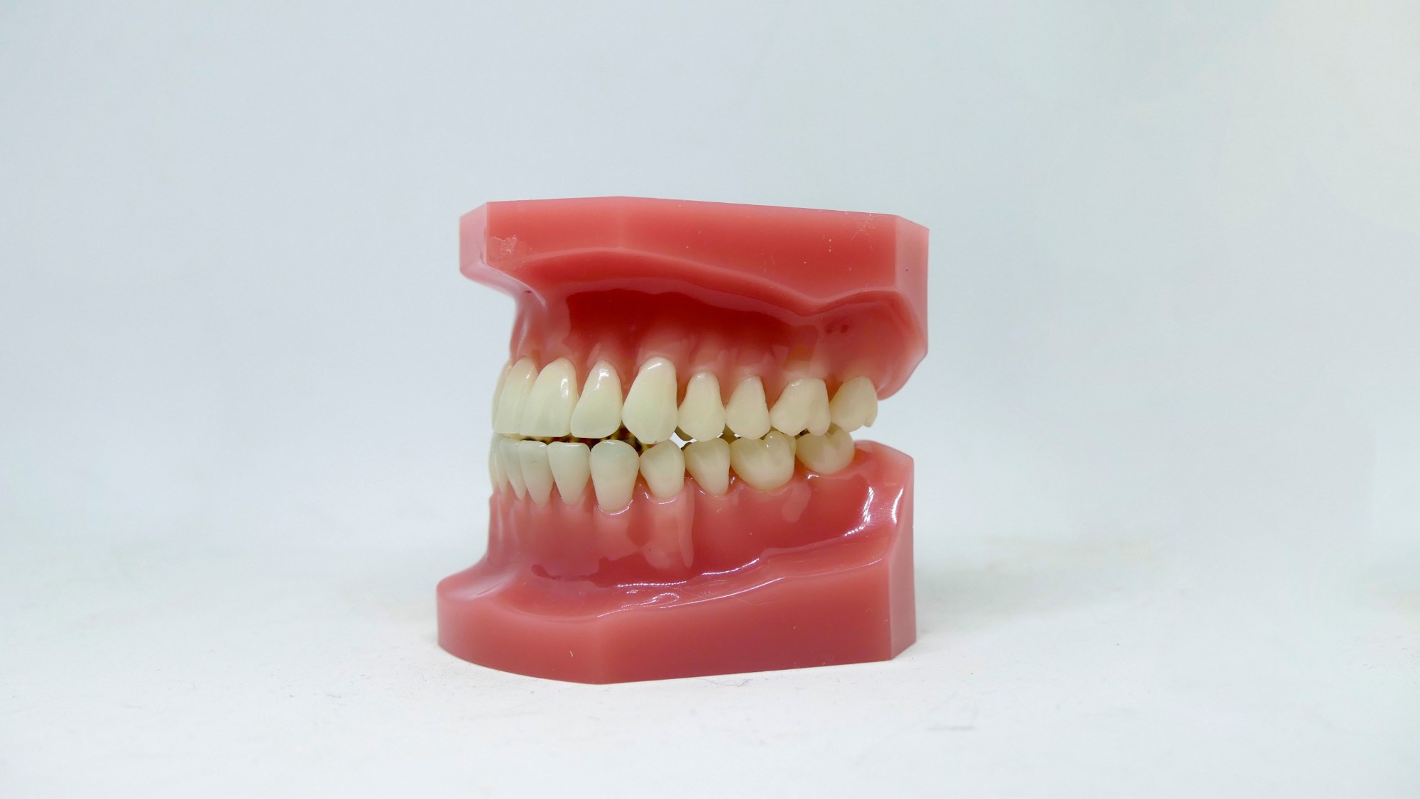 Modello anatomico di denti e gengive