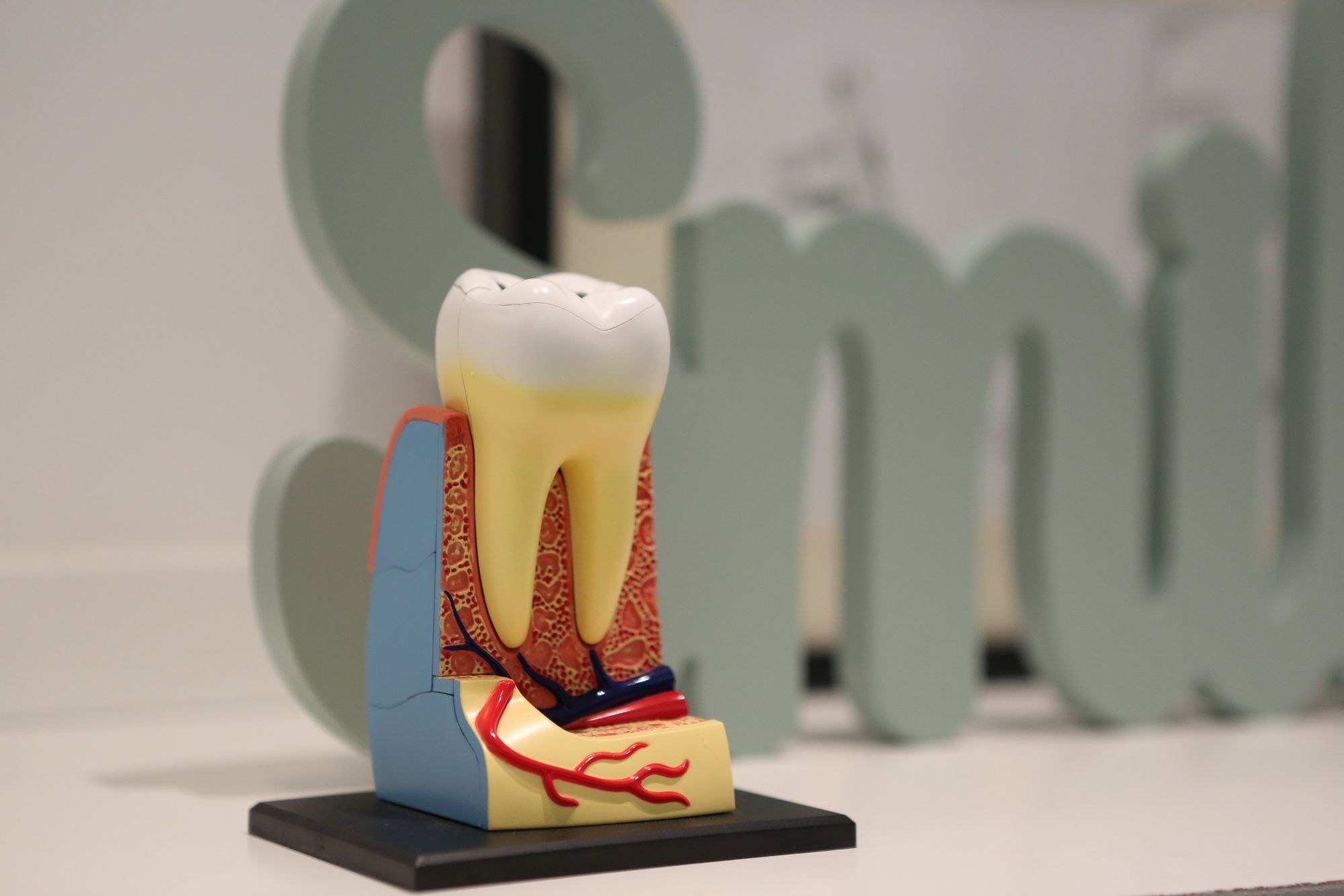 Modello anatomico di un dente in sezione, con radici e canali visibili