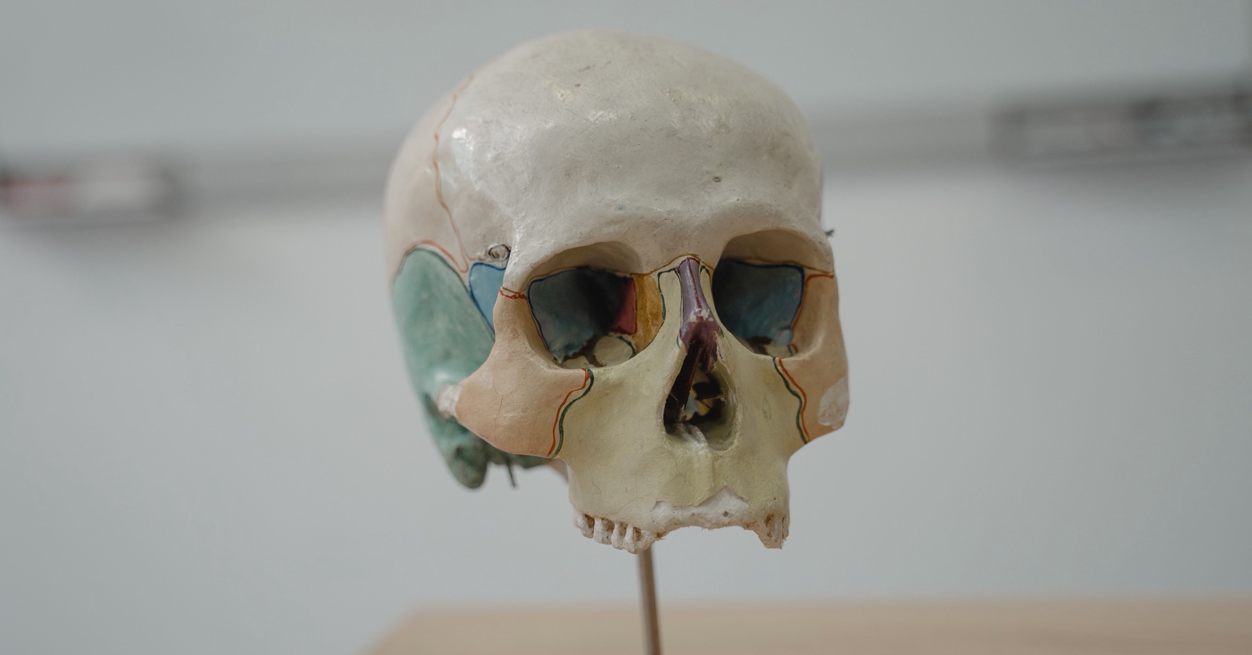 Modello didattico di cranio con le ossa colorate, compresa la zona dello zigomo, foto illustrativa