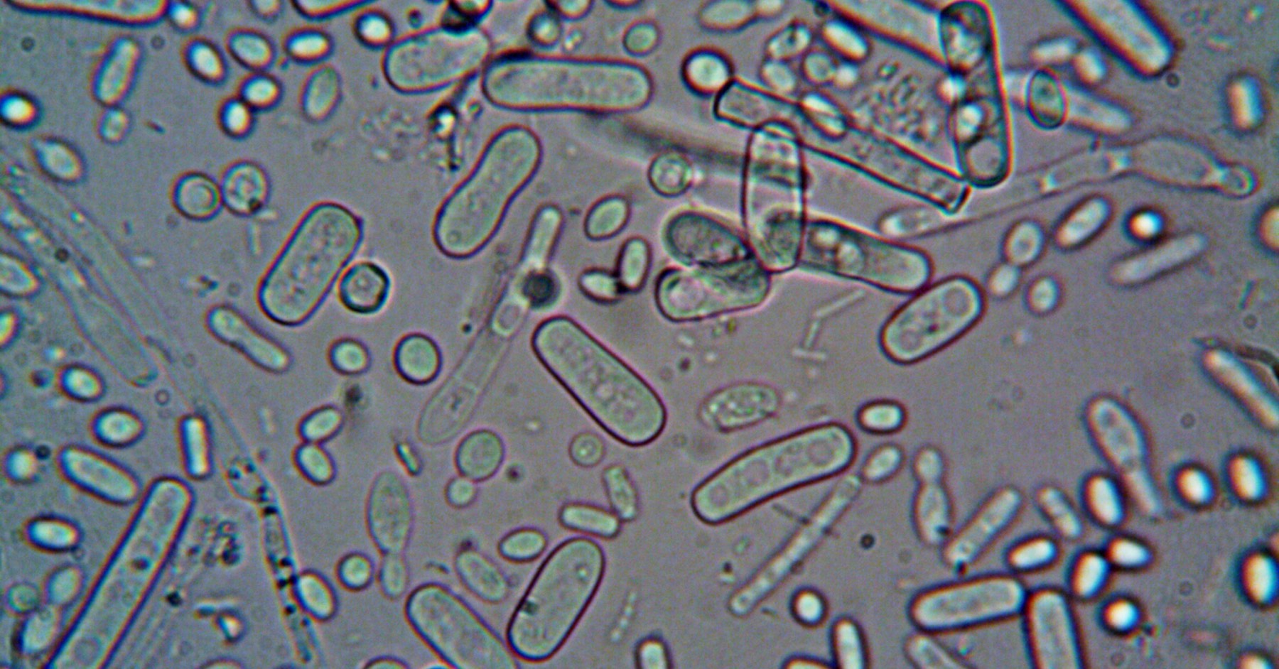 Microrganismi osservati al microscopio ottico, foto illustrativa