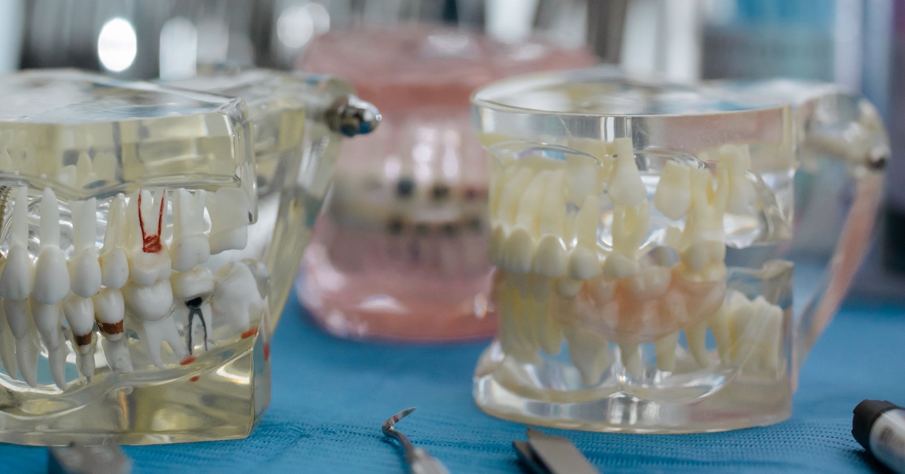 Modelli didattici trasparenti di arcate dentali con le radici dei denti visibili, foto illustrativa