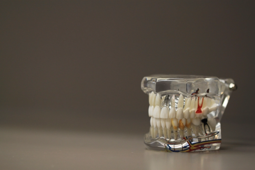 Modello dei denti e delle gengive